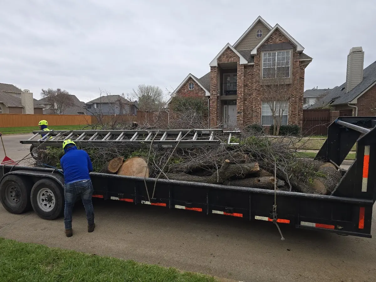Expert Tree Removal with proper safety equipment in Shawmut